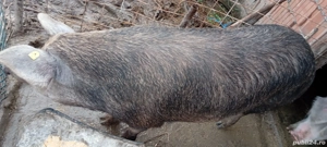 Porci de vânzare  - imagine 2