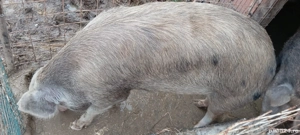 Porci de vânzare  - imagine 5