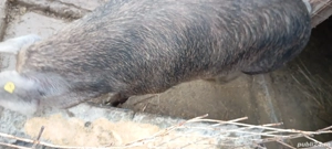 Porci de vânzare  - imagine 3