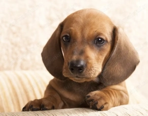 Puiuți Teckel roscat