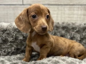 Puiuți Teckel roscat - imagine 2