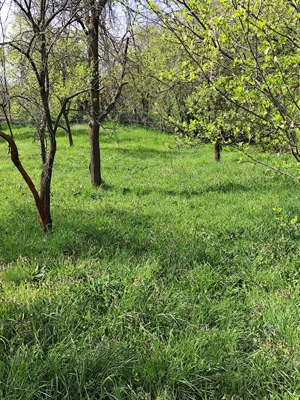 teren de vanzare la un km de centrul statiunii Calimanesti - imagine 5