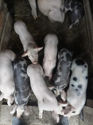 Vând purcei! - imagine 2