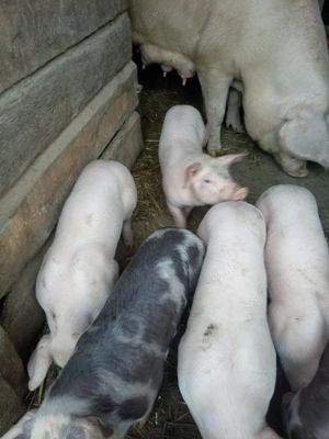 Vând purcei! - imagine 3