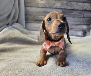 Teckel superbi - imagine 2