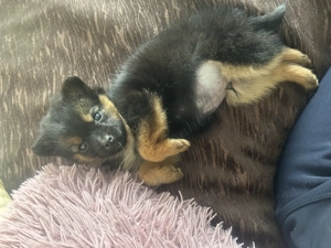 Donez cățel talie mică  - imagine 5