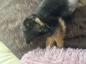 Donez cățel talie mică  - imagine 4