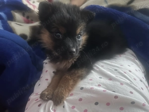 Donez cățel talie mică  - imagine 2