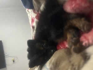 Donez cățel talie mică  - imagine 3