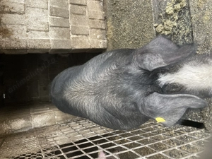 Porci de vânzare crescute bio - imagine 3