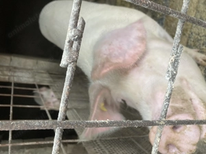 Porci de vânzare crescute bio - imagine 2