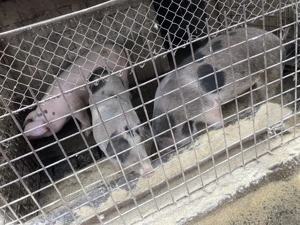 Porci de vânzare crescute bio - imagine 4