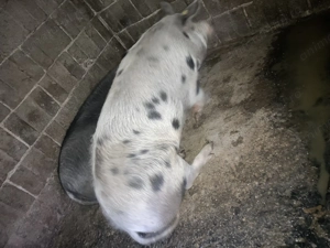 Porci de vânzare crescute bio - imagine 5