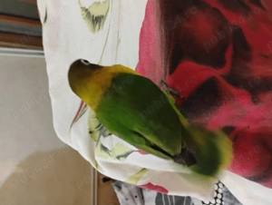 Agapornis de vanzare - imagine 3