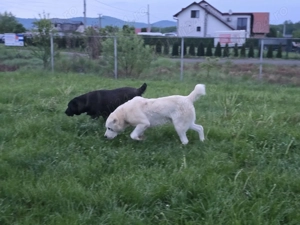 Mascul Asia Centrala Alabai  - imagine 2