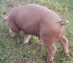 Purcei     - imagine 2