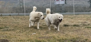 Mascul Asia Centrala Alabai  - imagine 3