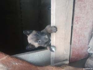 ciobanesc belgian  - imagine 2