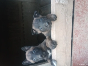 ciobanesc belgian  - imagine 3