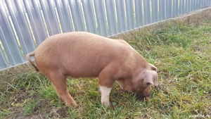 Purcei Duroc 
