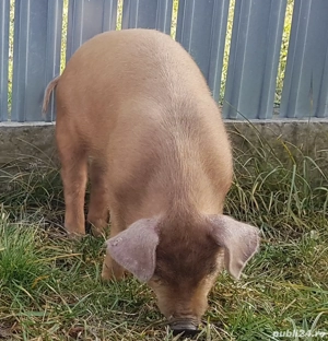 Purcei     - imagine 4