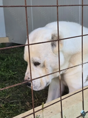 Mascul Asia Centrala Alabai  - imagine 4