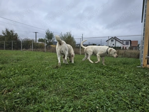 Mascul Asia Centrala Alabai  - imagine 5