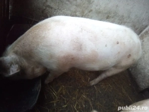 Vand porc 170 kg - imagine 2