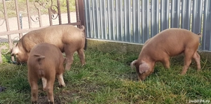 Purcei Duroc  - imagine 5