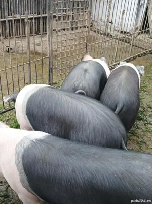 Porci pentru sacrificiu  - imagine 5