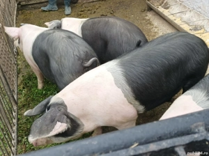 Porci pentru sacrificiu 