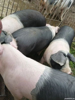Porci pentru sacrificiu  - imagine 3