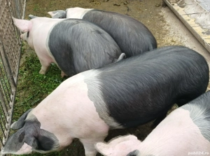 Porci pentru sacrificiu  - imagine 2