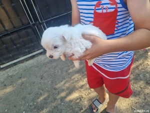 Bichon maltezze 2băietei  