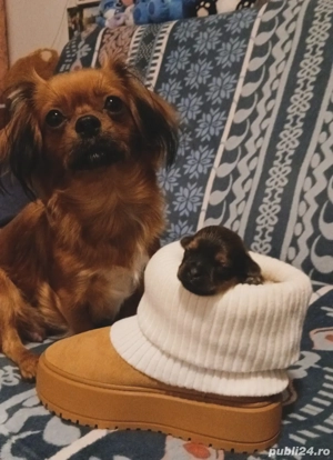 pechinez imperial 2 fetite  - imagine 3