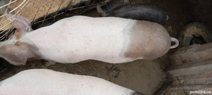 Vând urgent porcii - imagine 3