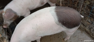 Vând urgent porcii - imagine 2
