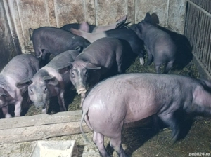 Vând purcei  - imagine 4