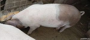 Vând urgent porcii - imagine 4