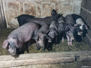 Vând purcei  - imagine 2