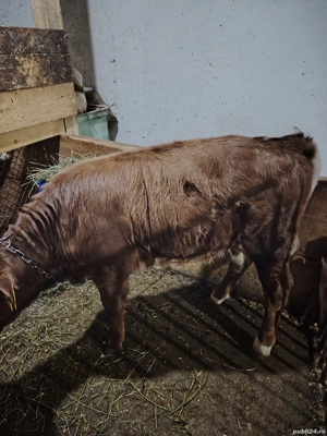 vand vitea - imagine 2