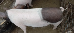 Vând urgent porcii - imagine 5