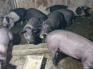 Vând purcei  - imagine 3