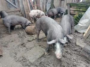 Grăsuni de vânzare rasa Petrain  - imagine 5