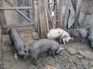 Grăsuni de vânzare rasa Petrain  - imagine 4