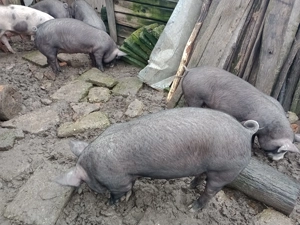 Grăsuni de vânzare rasa Petrain  - imagine 3