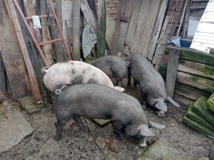 Grăsuni de vânzare rasa Petrain  - imagine 2