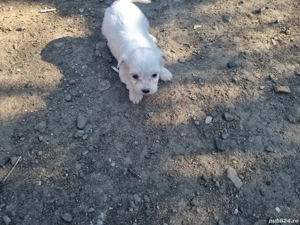 Bichon maltezze 2băietei   - imagine 2