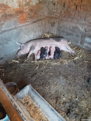 vand scroafe fatate și 