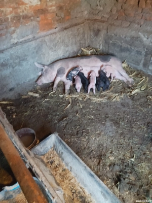 vand scroafe fatate și  - imagine 2